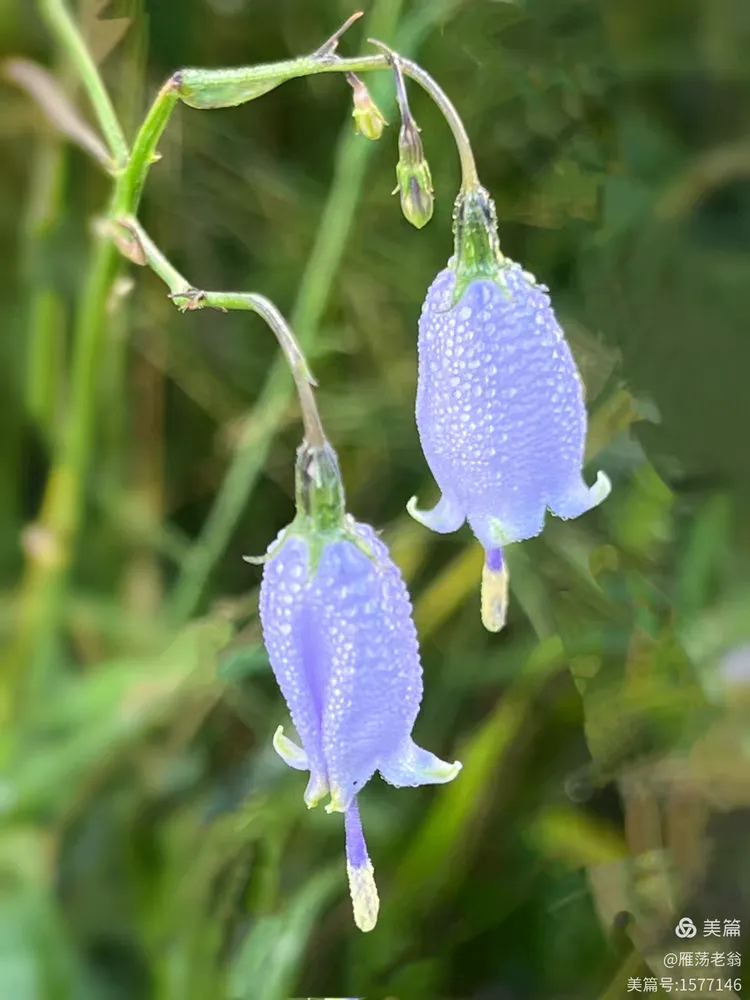 北方的长柱沙参